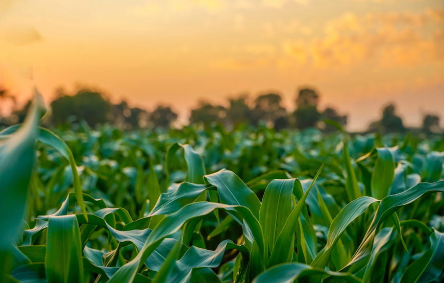 Crops, seeds and farming | Curiosity 19: #Disruption © https://www.wits.ac.za/curiosity/